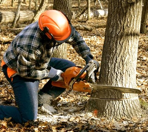Tree Removal in Girdletree, MD